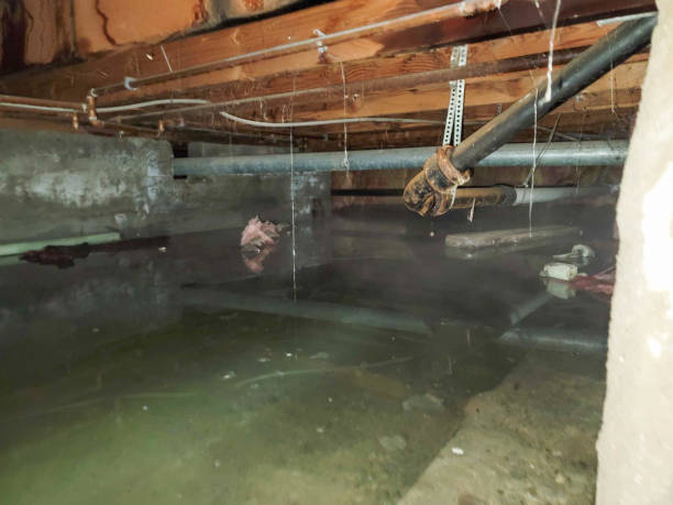 Best Local water damage restoration  in Beloit, OH